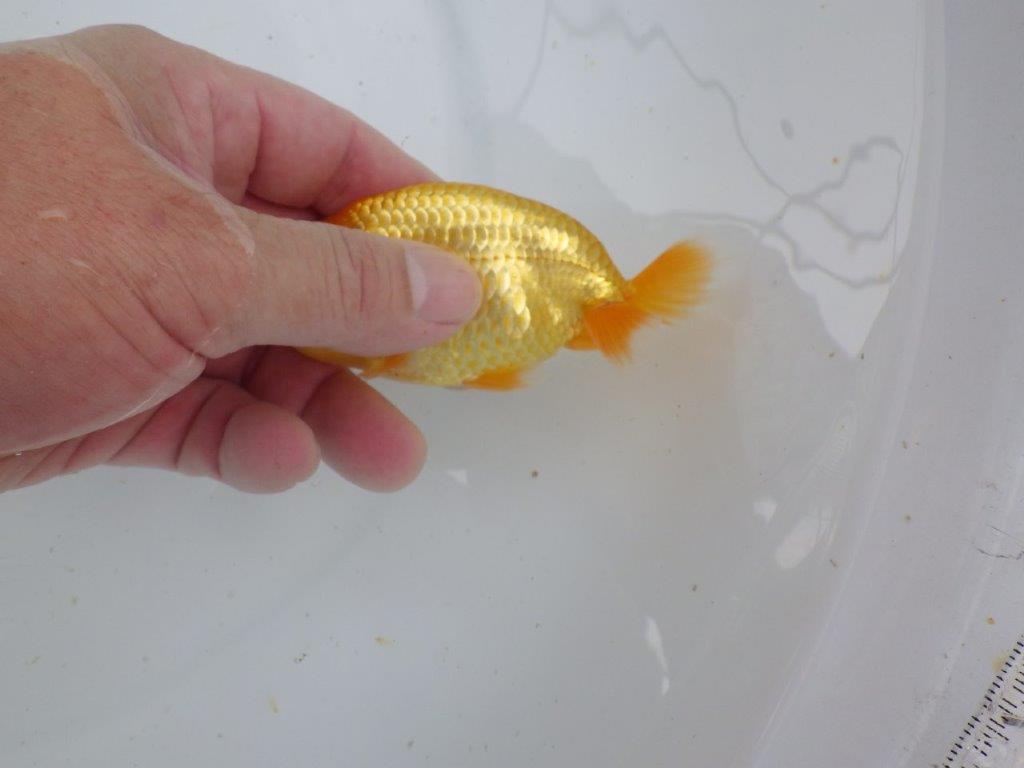 【逸品当歳らんちゅう】背幅があり純粋に太さのあるらんちゅう　約11ｃｍ前後