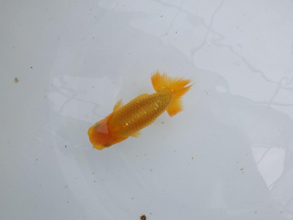【逸品当歳らんちゅう】背幅があり純粋に太さのあるらんちゅう　約11ｃｍ前後