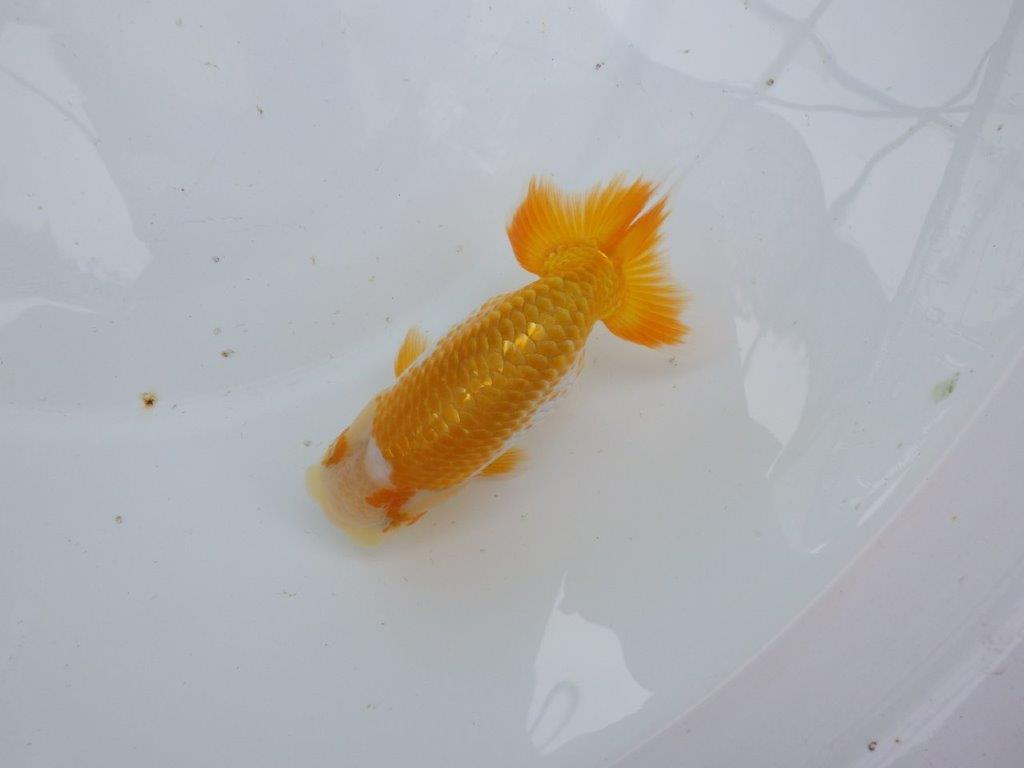 【逸品当歳らんちゅう】背幅がありしっかりした体系の更紗らんちゅう　約13ｃｍ前後