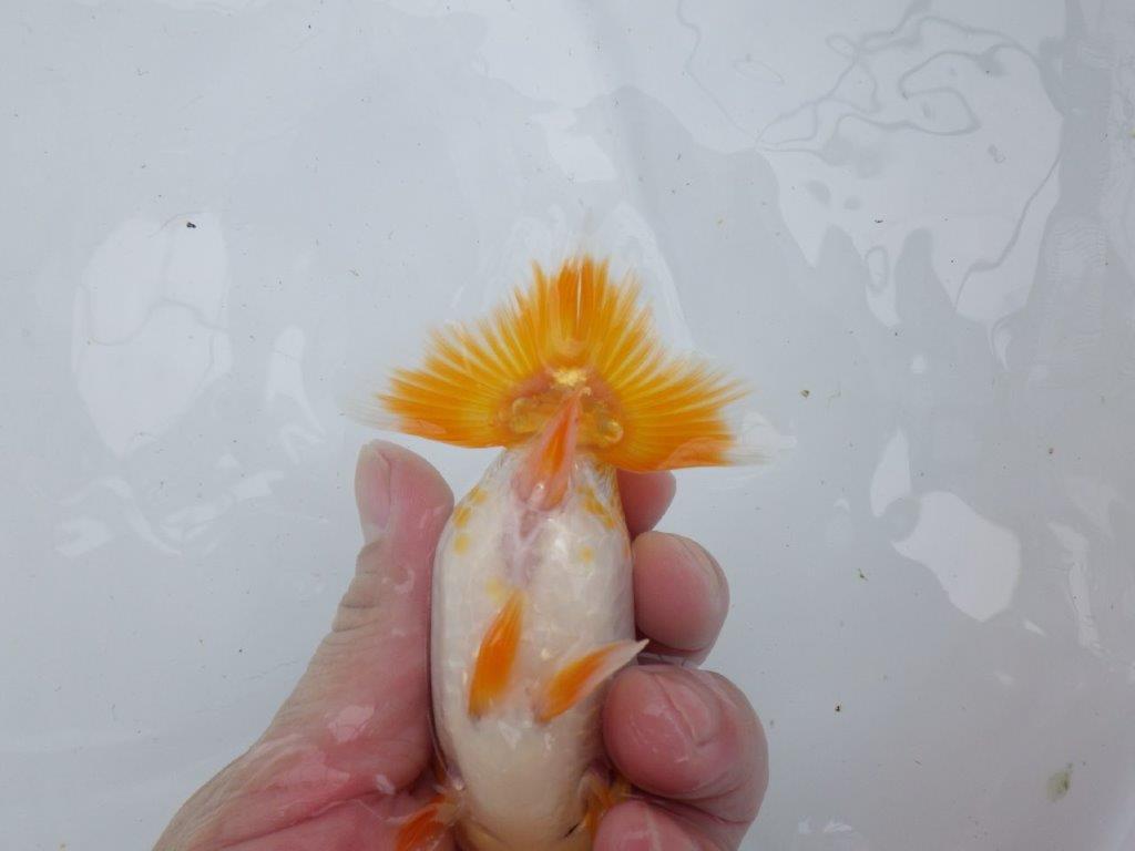 【逸品当歳らんちゅう】背幅がありしっかりした体系の更紗らんちゅう　約13ｃｍ前後