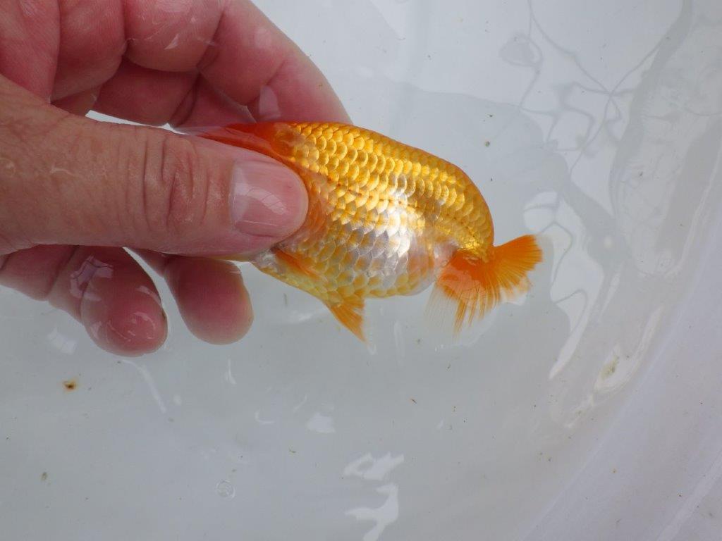 【逸品当歳らんちゅう】目指せサイズアップ！上物らんちゅう　約11,5ｃｍ前後