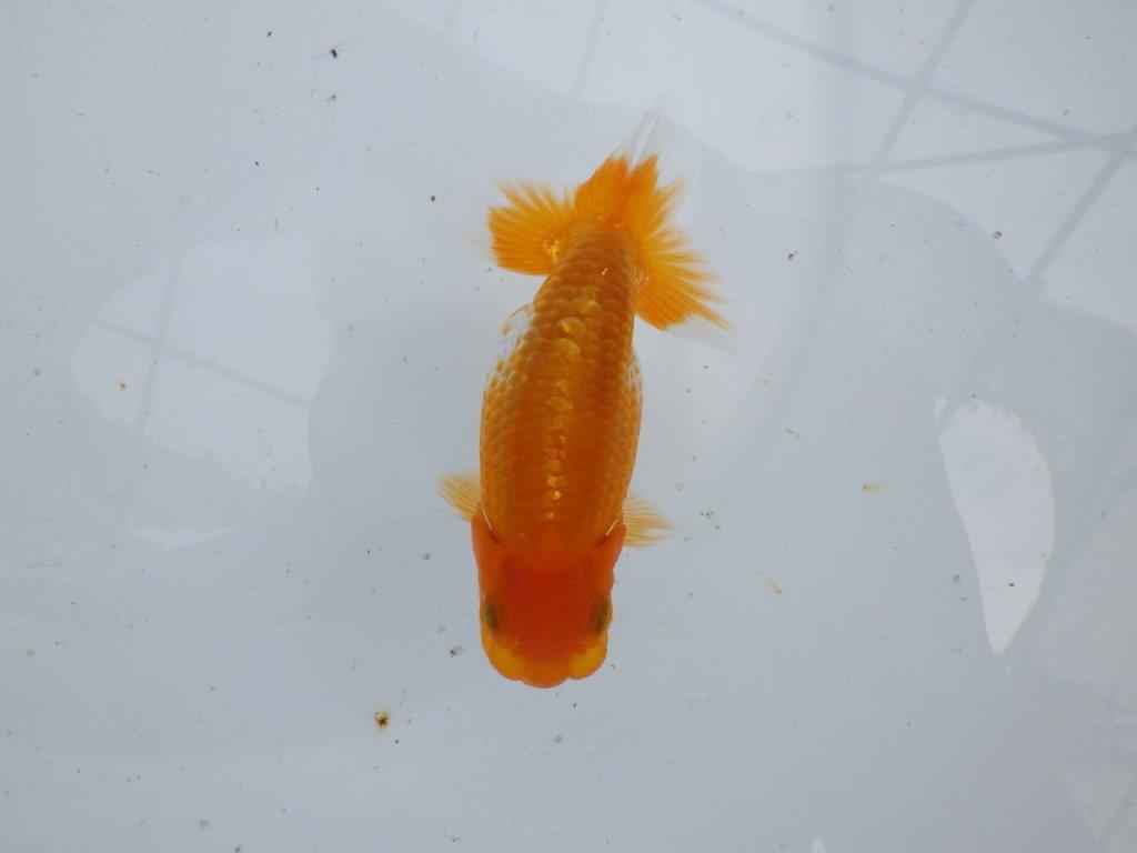 【逸品当歳らんちゅう】目指せサイズアップ！上物らんちゅう　約11,5ｃｍ前後