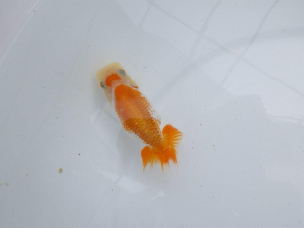 【逸品当歳らんちゅう】目指せ品評大会！上物らんちゅう　約11,5ｃｍ前後