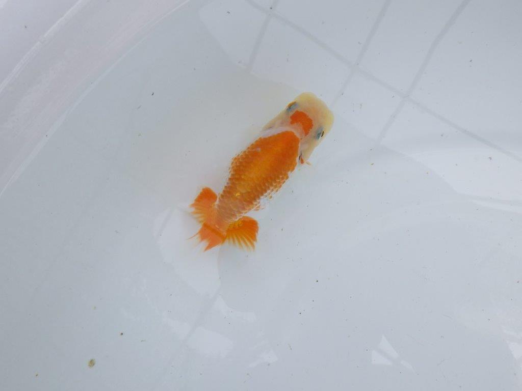 【逸品当歳らんちゅう】目指せ品評大会！上物らんちゅう　約11,5ｃｍ前後