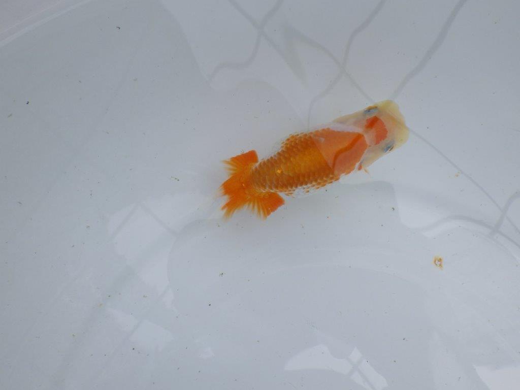 【逸品当歳らんちゅう】目指せ品評大会！上物らんちゅう　約11,5ｃｍ前後