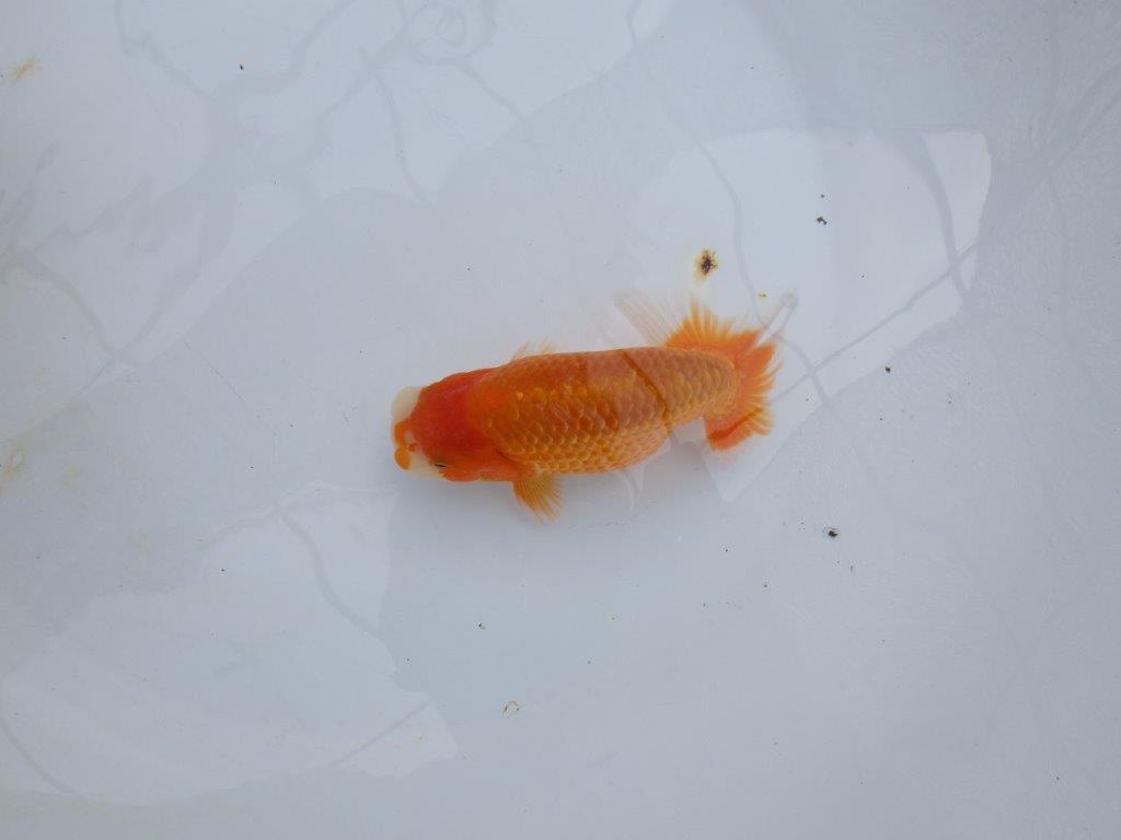 【極上系統 愛知M 様】今後に期待の当歳らんちゅう 約13㎝オス?
