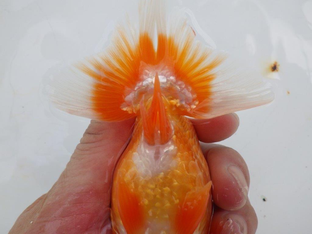 【極上系統 愛知M 様】今後に期待の当歳らんちゅう 約13㎝オス?
