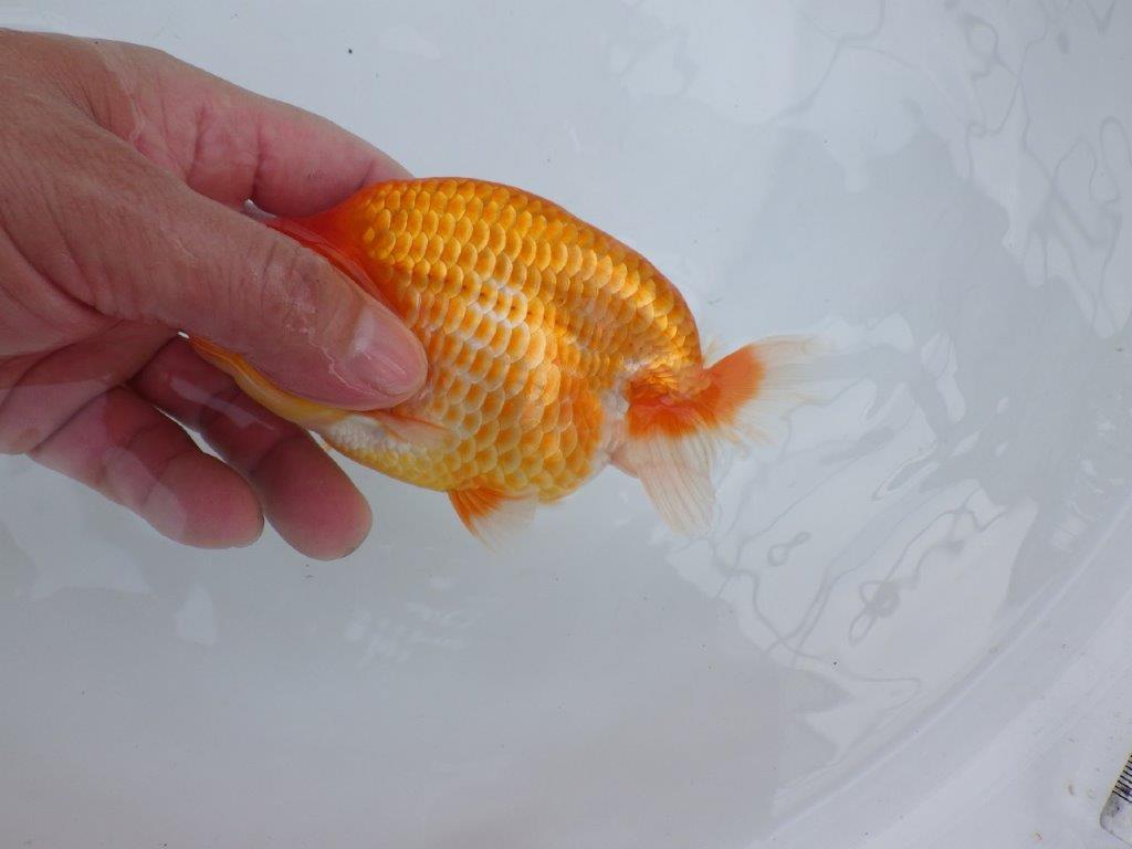【極上系統愛知M 様】素晴らしい雰囲気の当歳らんちゅう 約14,5㎝オス?