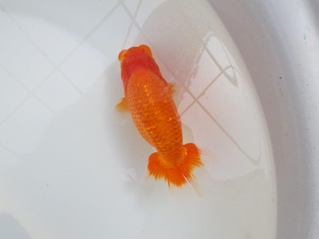 【愛知M 様作当歳らんちゅう 】迫力あるサイズ、背なりが綺麗ならんちゅう　約15㎝