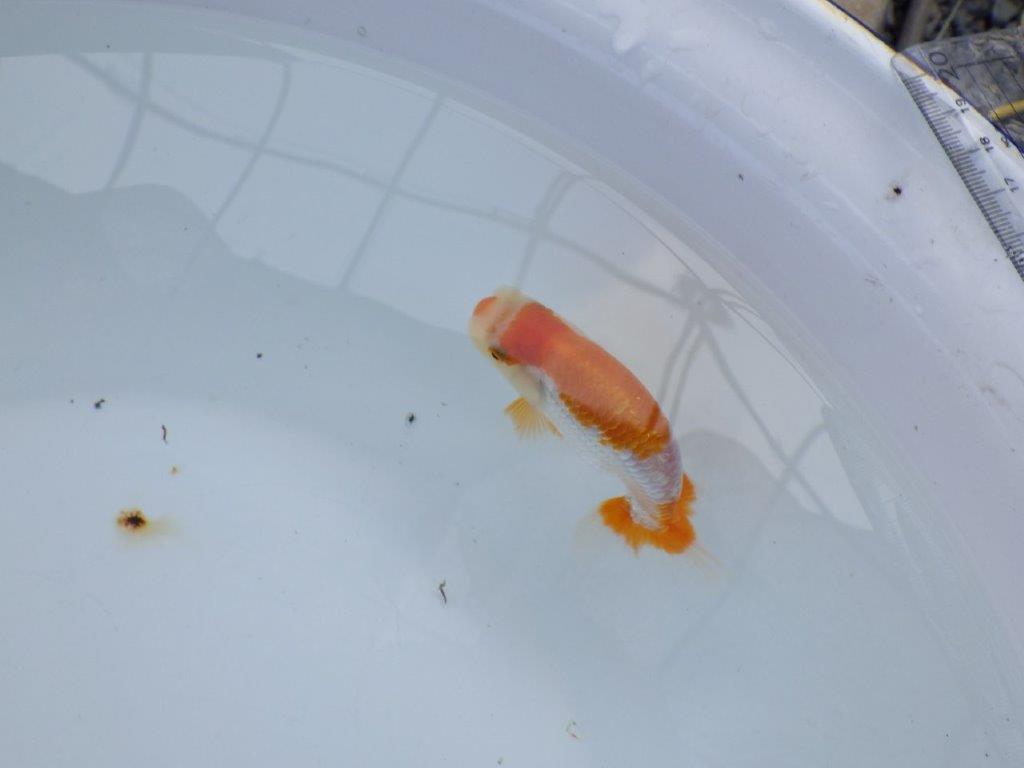 【全国大会西大関獲得ブリーダー 】当歳らんちゅうA約10,5㎝性別不明