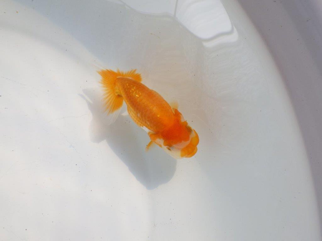 【逸品当歳らんちゅう】頭、フンタンの雰囲気が良いらんちゅう　約10,5ｃｍ前後
