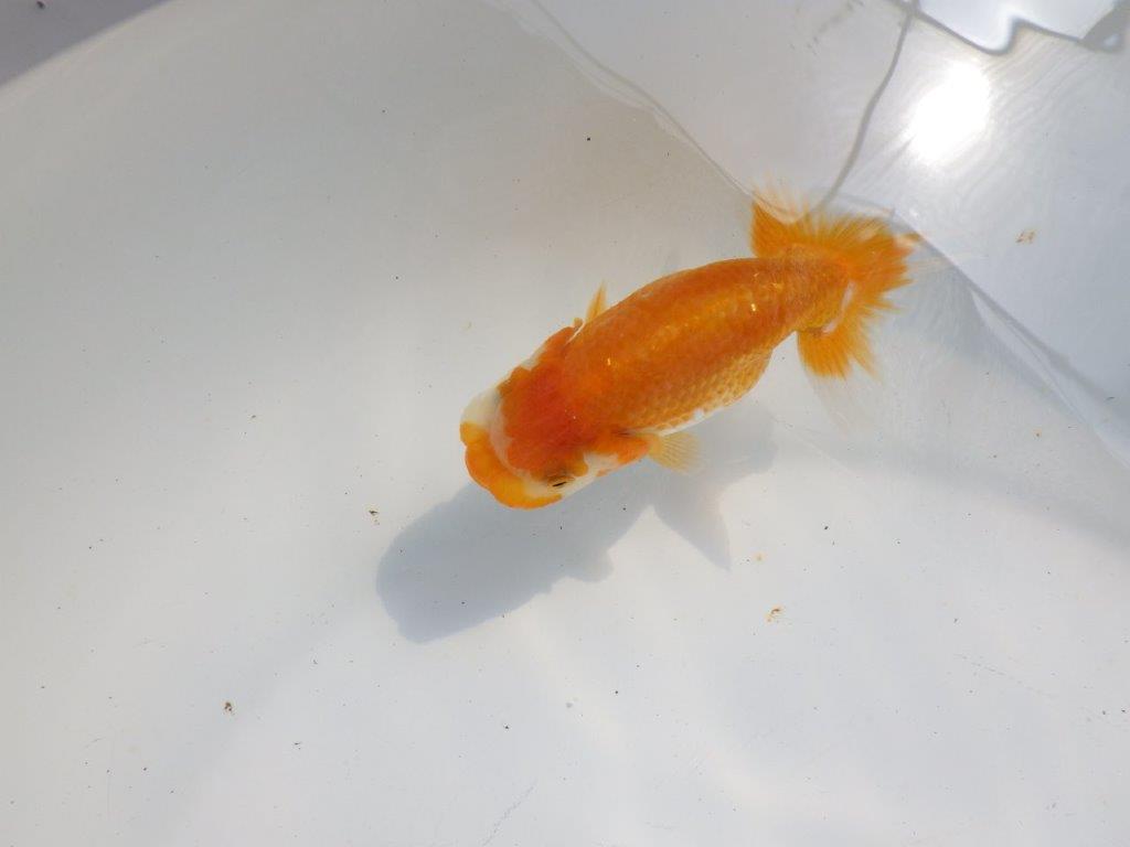 【逸品当歳らんちゅう】頭、フンタンの雰囲気が良いらんちゅう　約10,5ｃｍ前後