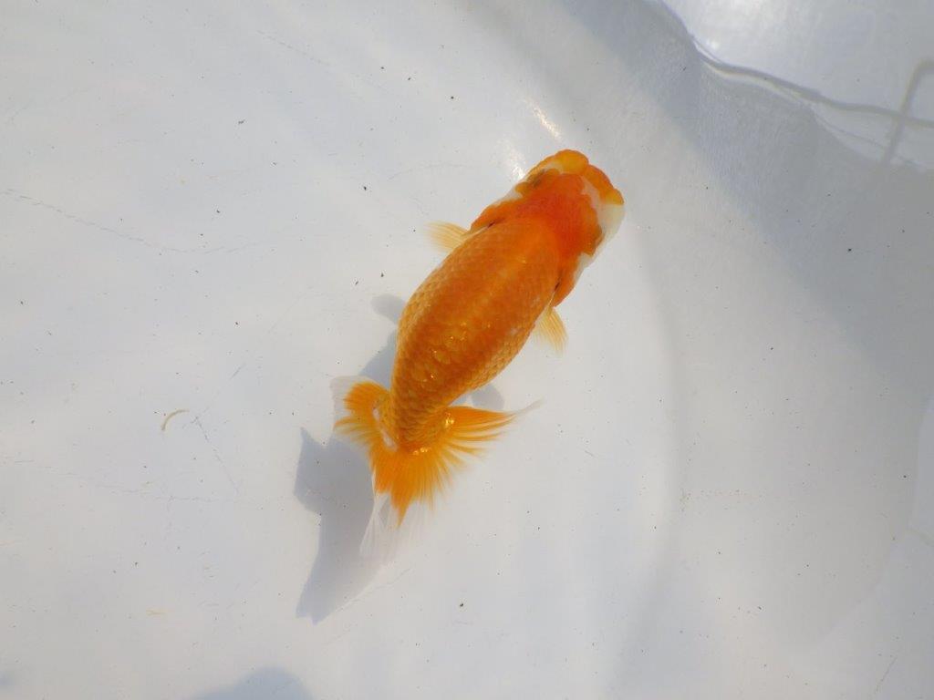 【逸品当歳らんちゅう】頭、フンタンの雰囲気が良いらんちゅう　約10,5ｃｍ前後