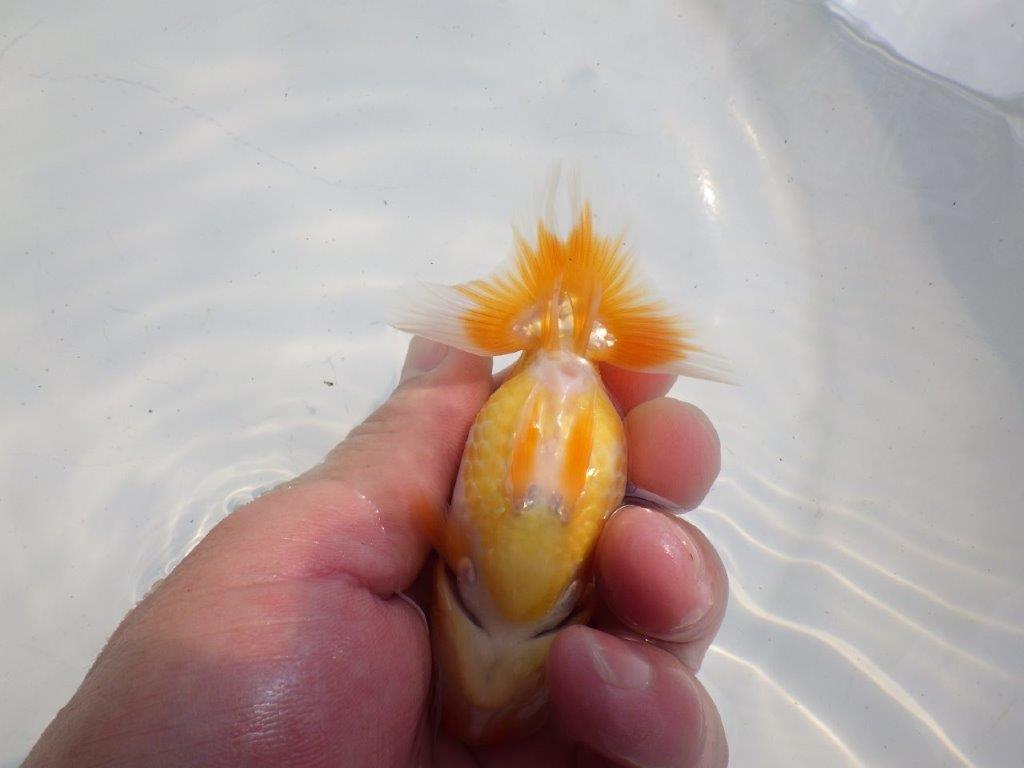 【逸品当歳らんちゅう】頭、フンタンの雰囲気が良いらんちゅう　約10,5ｃｍ前後