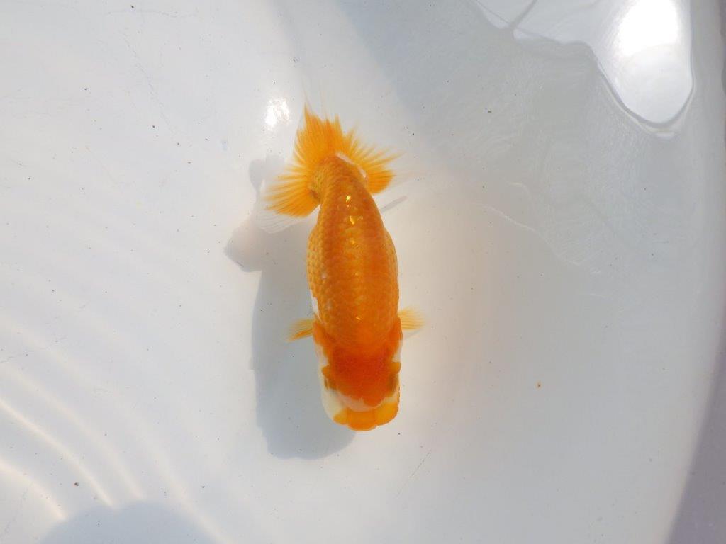 【逸品当歳らんちゅう】頭、フンタンの雰囲気が良いらんちゅう　約10,5ｃｍ前後