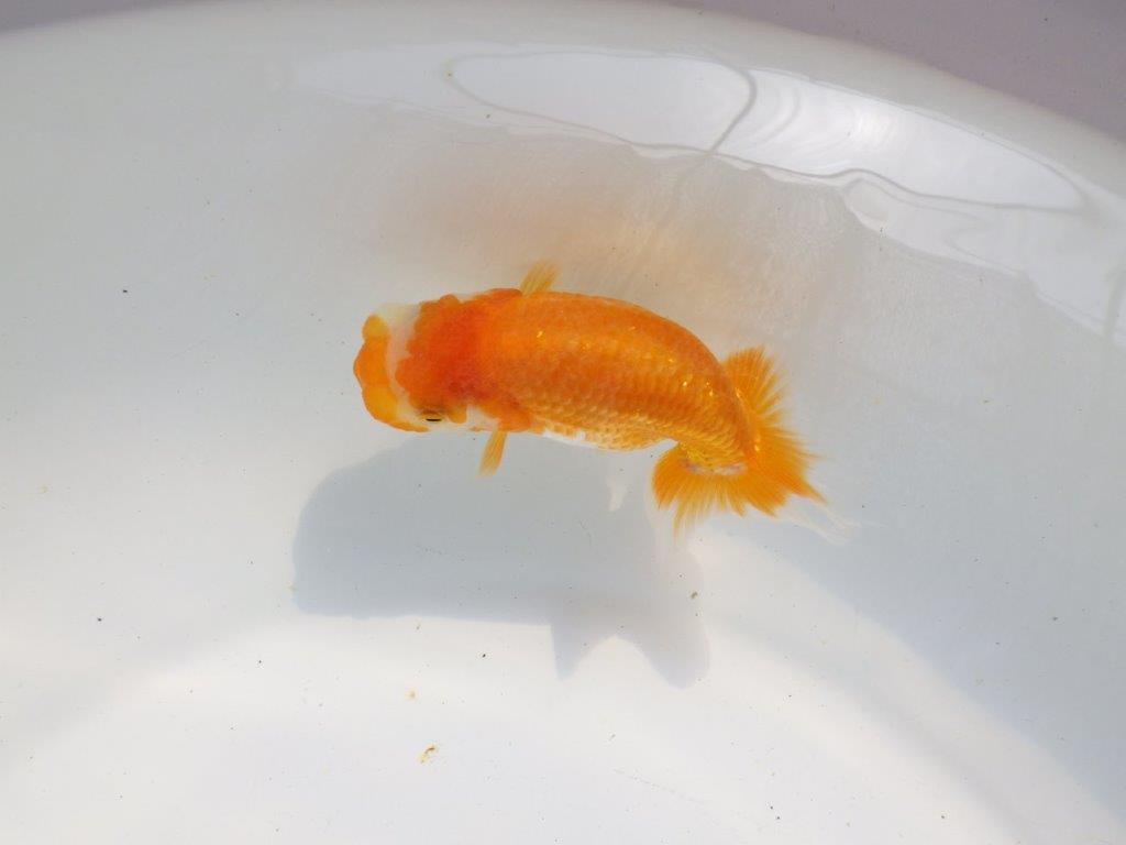 【逸品当歳らんちゅう】頭、フンタンの雰囲気が良いらんちゅう　約10,5ｃｍ前後