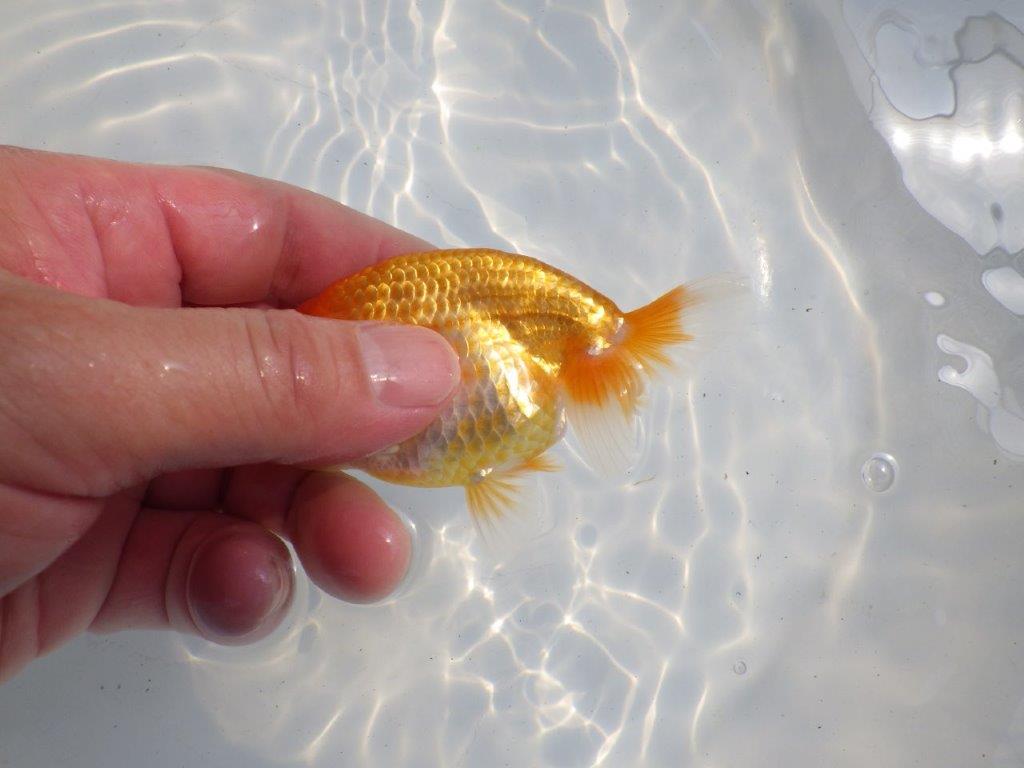 【逸品当歳らんちゅう】頭、フンタンの雰囲気が良いらんちゅう　約10,5ｃｍ前後