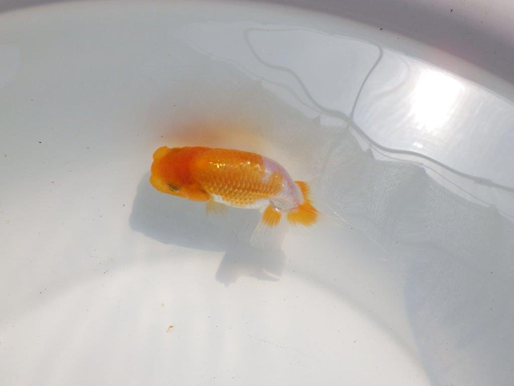 【逸品当歳らんちゅう】柄も綺麗で頭も良いらんちゅう　約10,5ｃｍ前後