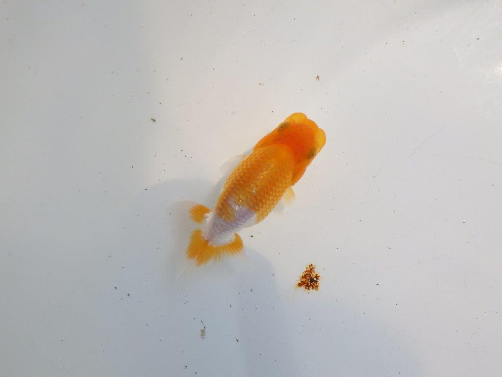 【逸品当歳らんちゅう】柄も綺麗で頭も良いらんちゅう　約10,5ｃｍ前後