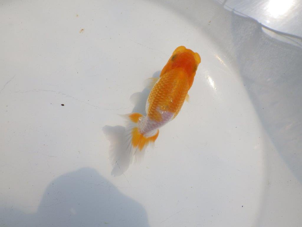 【逸品当歳らんちゅう】柄も綺麗で頭も良いらんちゅう　約10,5ｃｍ前後