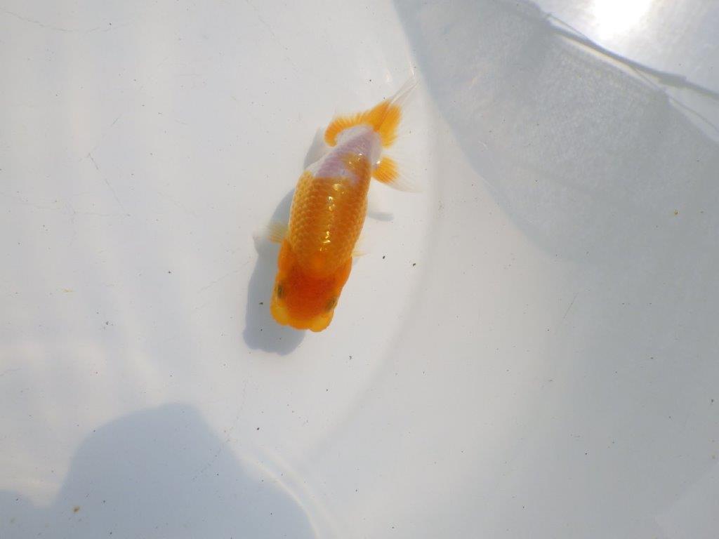 【逸品当歳らんちゅう】柄も綺麗で頭も良いらんちゅう　約10,5ｃｍ前後