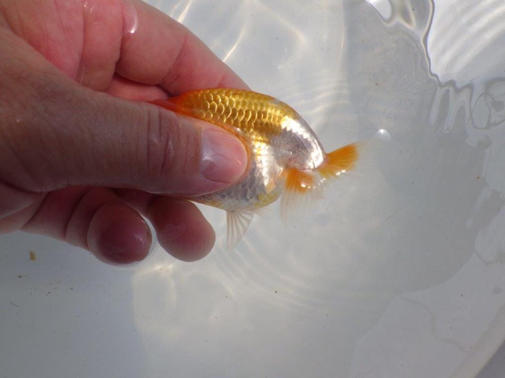 【逸品当歳らんちゅう】柄も綺麗で頭も良いらんちゅう　約10,5ｃｍ前後