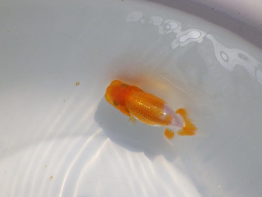 【逸品当歳らんちゅう】柄も綺麗で頭も良いらんちゅう　約10,5ｃｍ前後