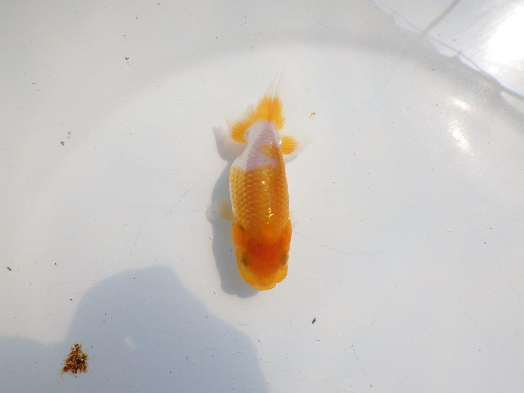 【逸品当歳らんちゅう】柄も綺麗で頭も良いらんちゅう　約10,5ｃｍ前後