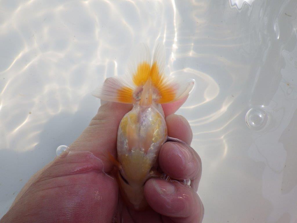【逸品当歳らんちゅう】柄も綺麗で頭も良いらんちゅう　約10,5ｃｍ前後