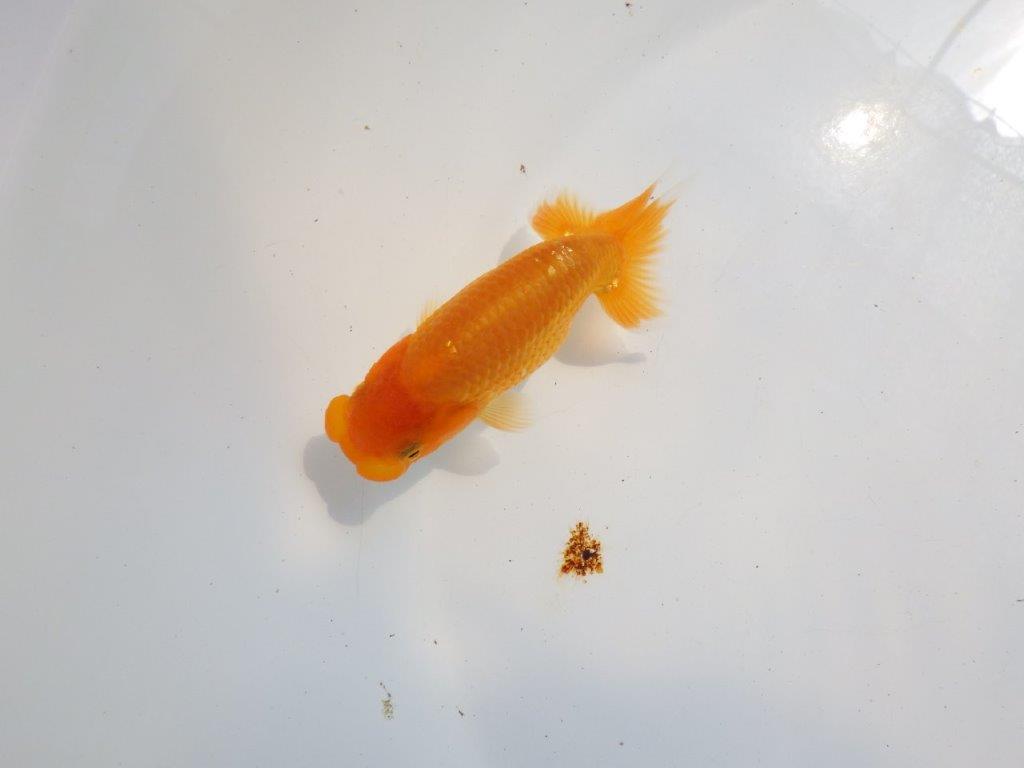 【逸品当歳らんちゅう】フンタンと尾型が素晴らしいらんちゅう　約11ｃｍ前後