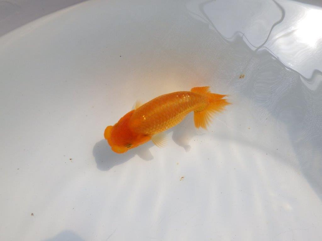 【逸品当歳らんちゅう】フンタンと尾型が素晴らしいらんちゅう　約11ｃｍ前後
