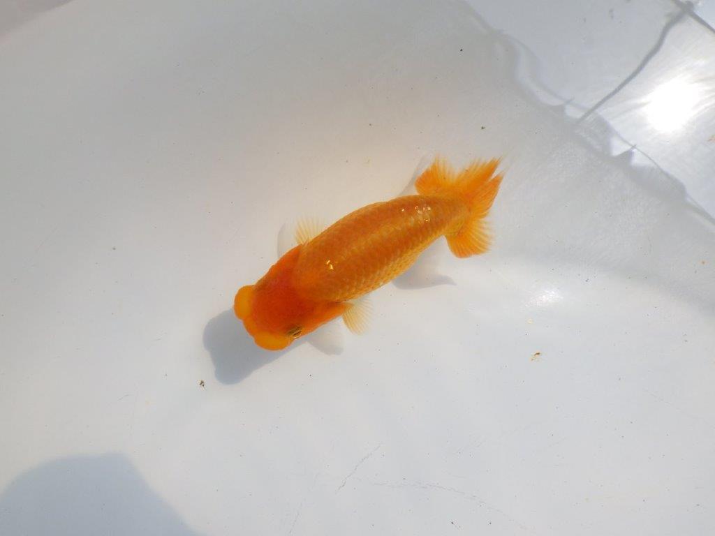 【逸品当歳らんちゅう】フンタンと尾型が素晴らしいらんちゅう　約11ｃｍ前後