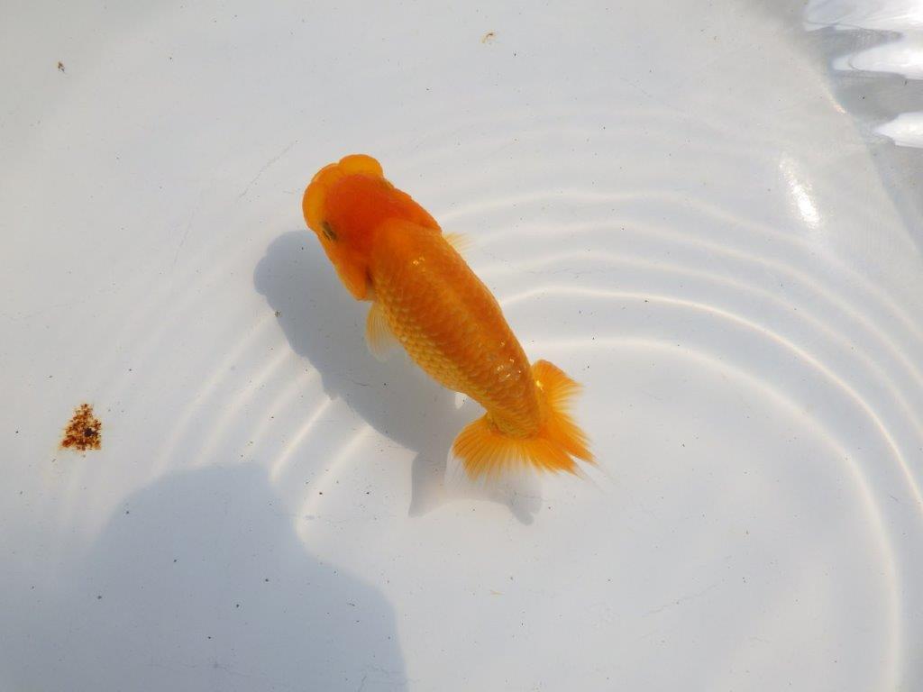 【逸品当歳らんちゅう】フンタンと尾型が素晴らしいらんちゅう　約11ｃｍ前後