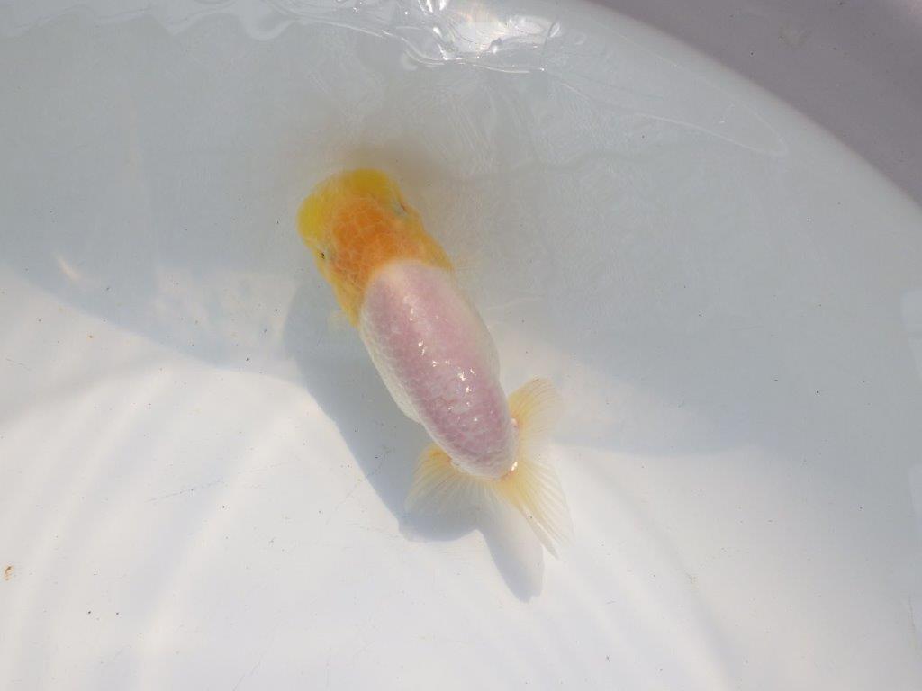 【逸品当歳らんちゅう】上物白らんちゅう　約13ｃｍ前後