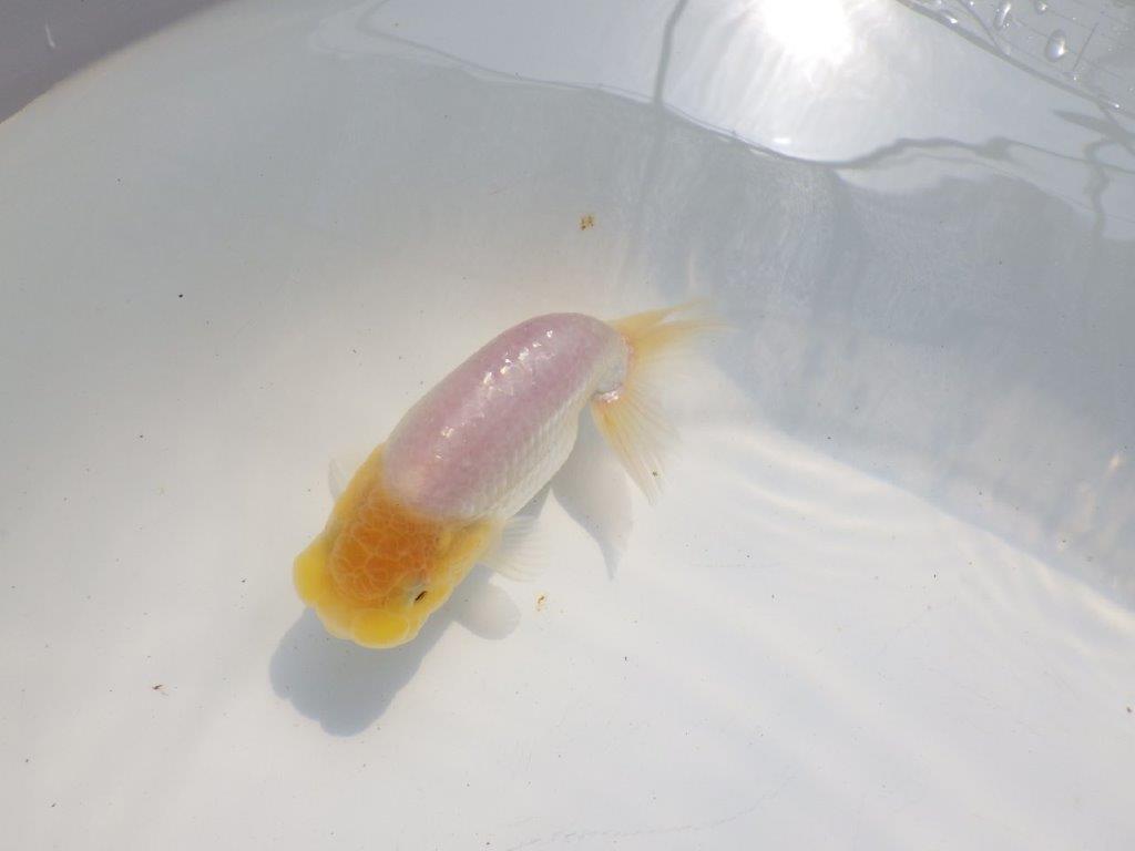【逸品当歳らんちゅう】上物白らんちゅう　約13ｃｍ前後