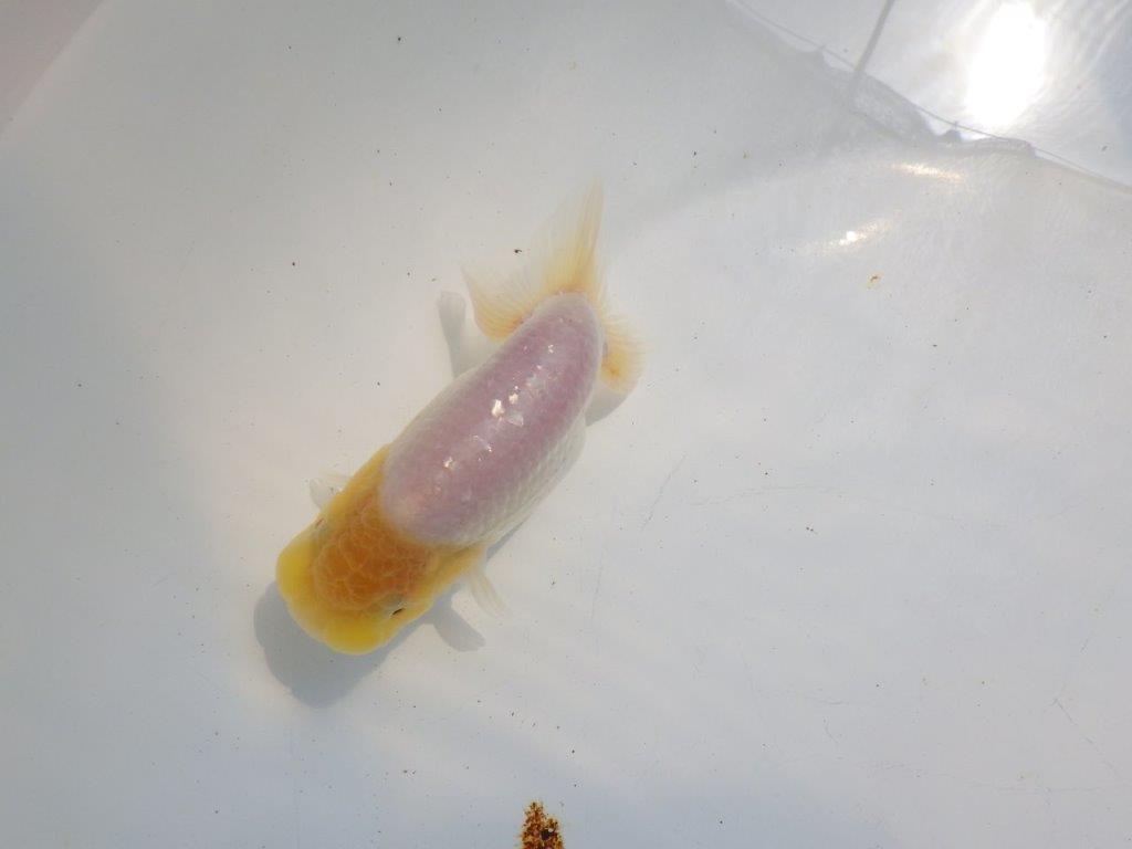 【逸品当歳らんちゅう】上物白らんちゅう　約13ｃｍ前後