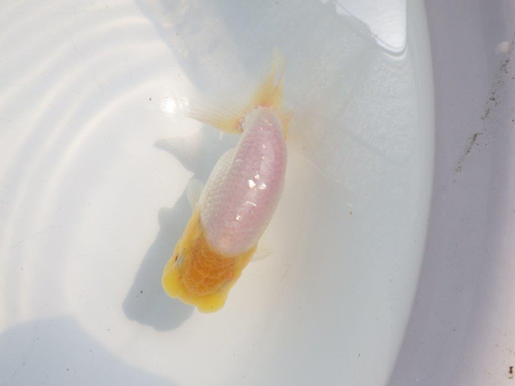 【逸品当歳らんちゅう】上物白らんちゅう　約13ｃｍ前後の上身