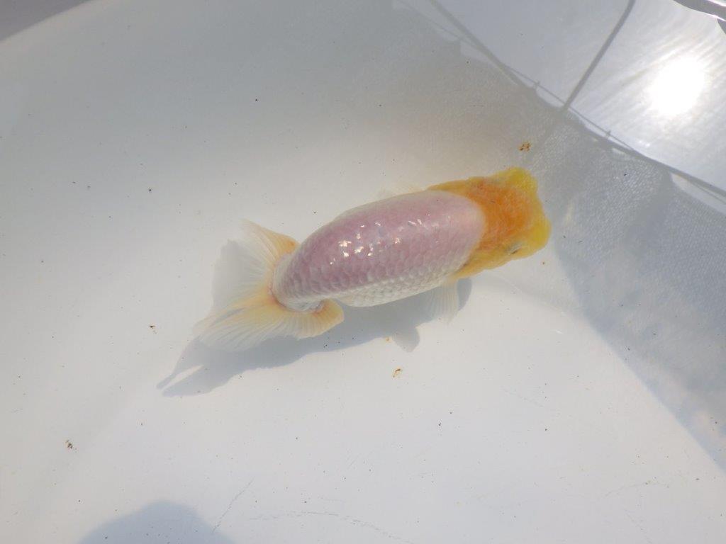 【逸品当歳らんちゅう】上物白らんちゅう　約13ｃｍ前後