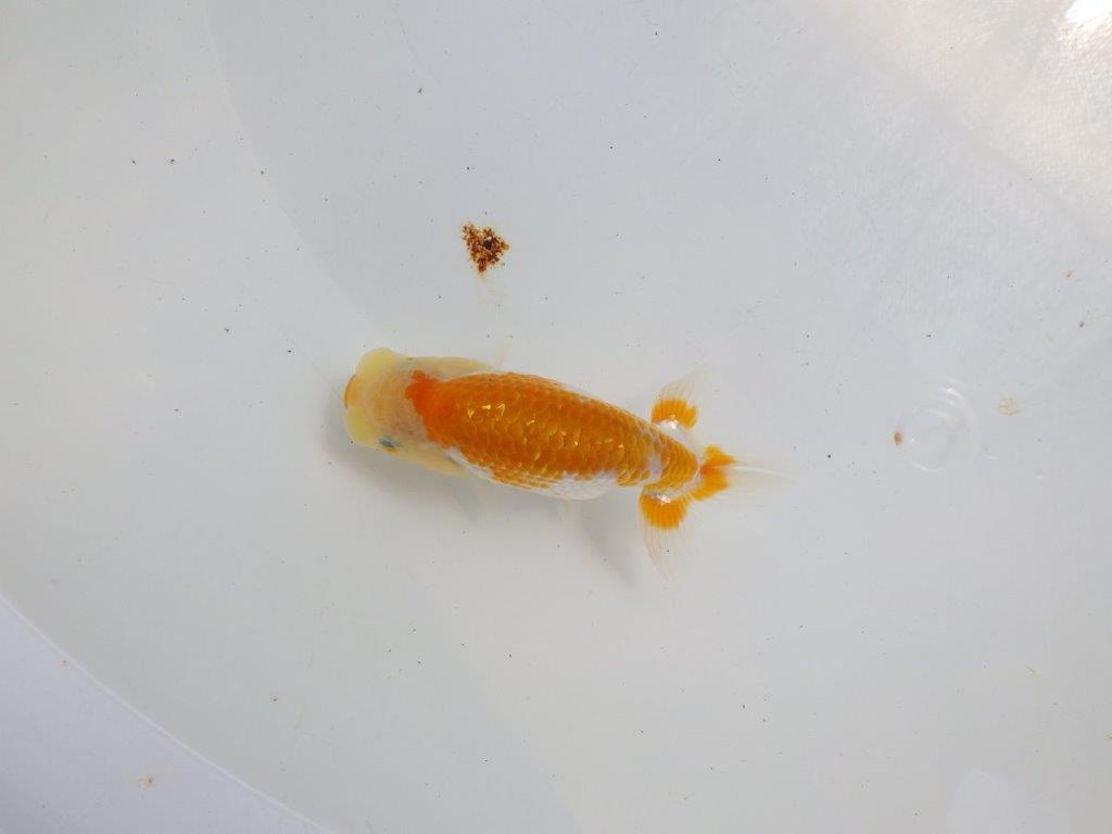 【逸品当歳らんちゅう】柄が綺麗な更紗らんちゅう　約12ｃｍ前後