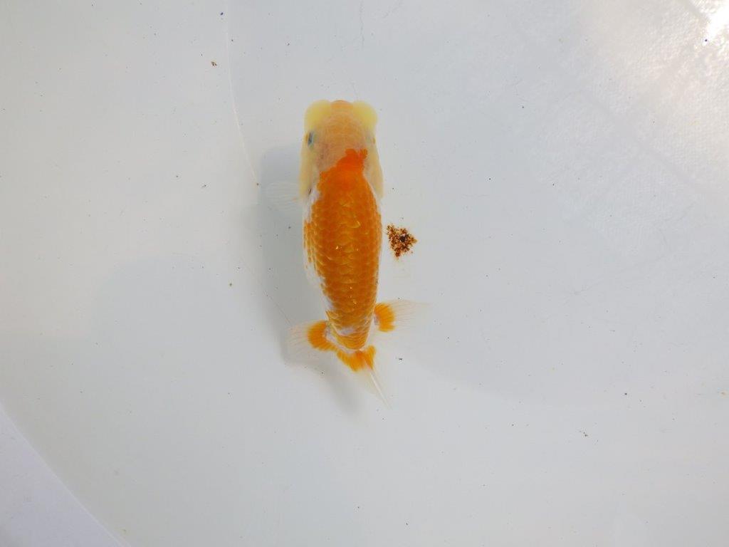 【逸品当歳らんちゅう】柄が綺麗な更紗らんちゅう　約12ｃｍ前後