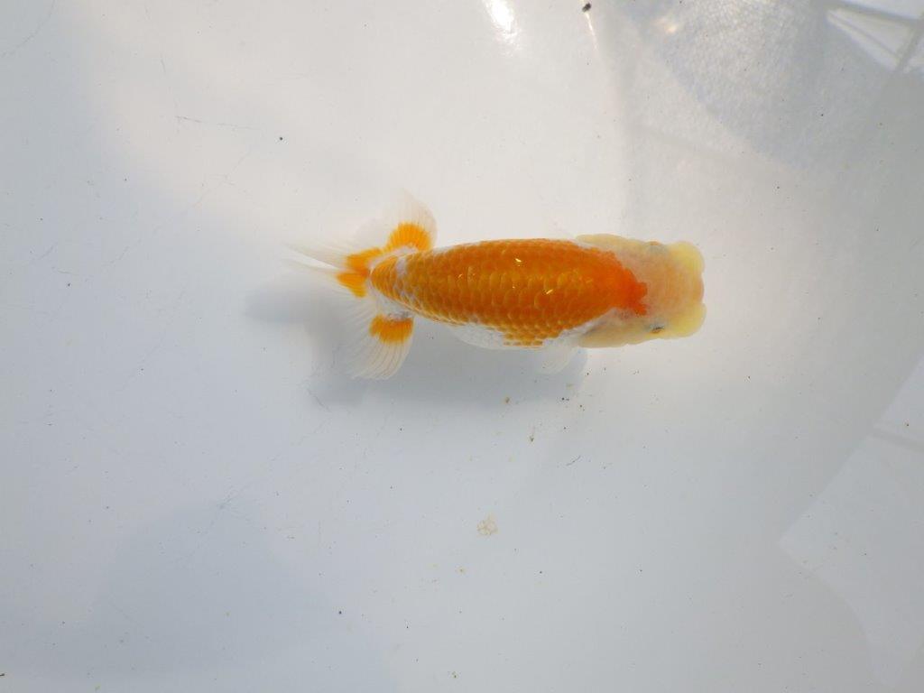 【逸品当歳らんちゅう】柄が綺麗な更紗らんちゅう　約12ｃｍ前後