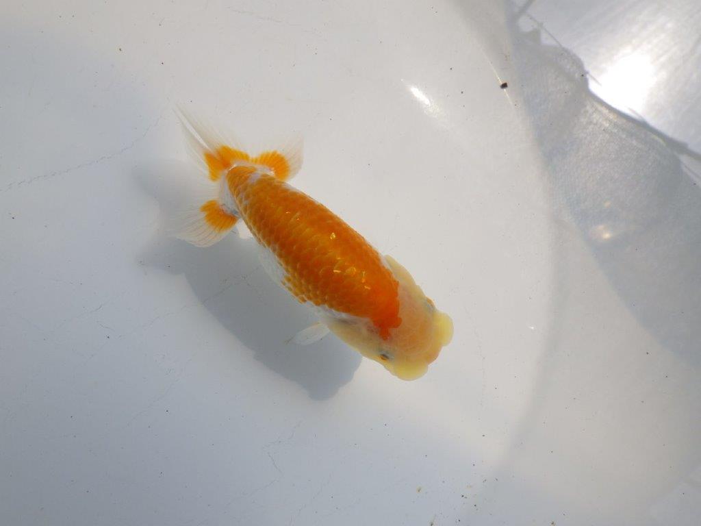 【逸品当歳らんちゅう】柄が綺麗な更紗らんちゅう　約12ｃｍ前後の上身