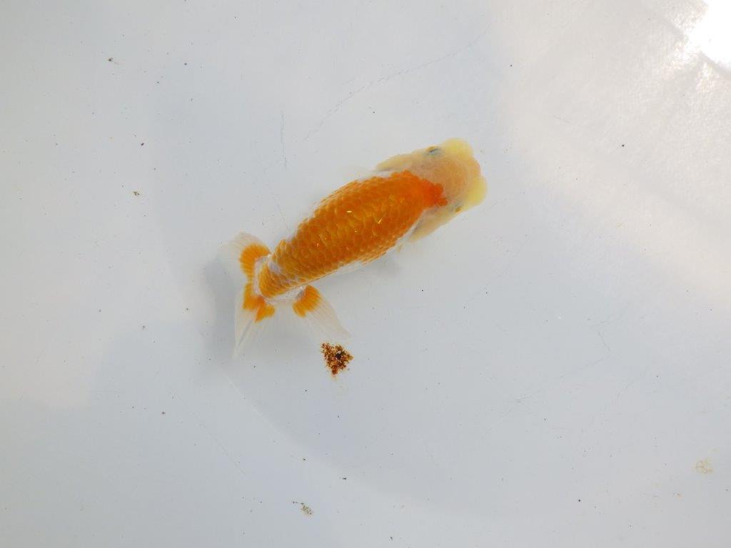 【逸品当歳らんちゅう】柄が綺麗な更紗らんちゅう　約12ｃｍ前後