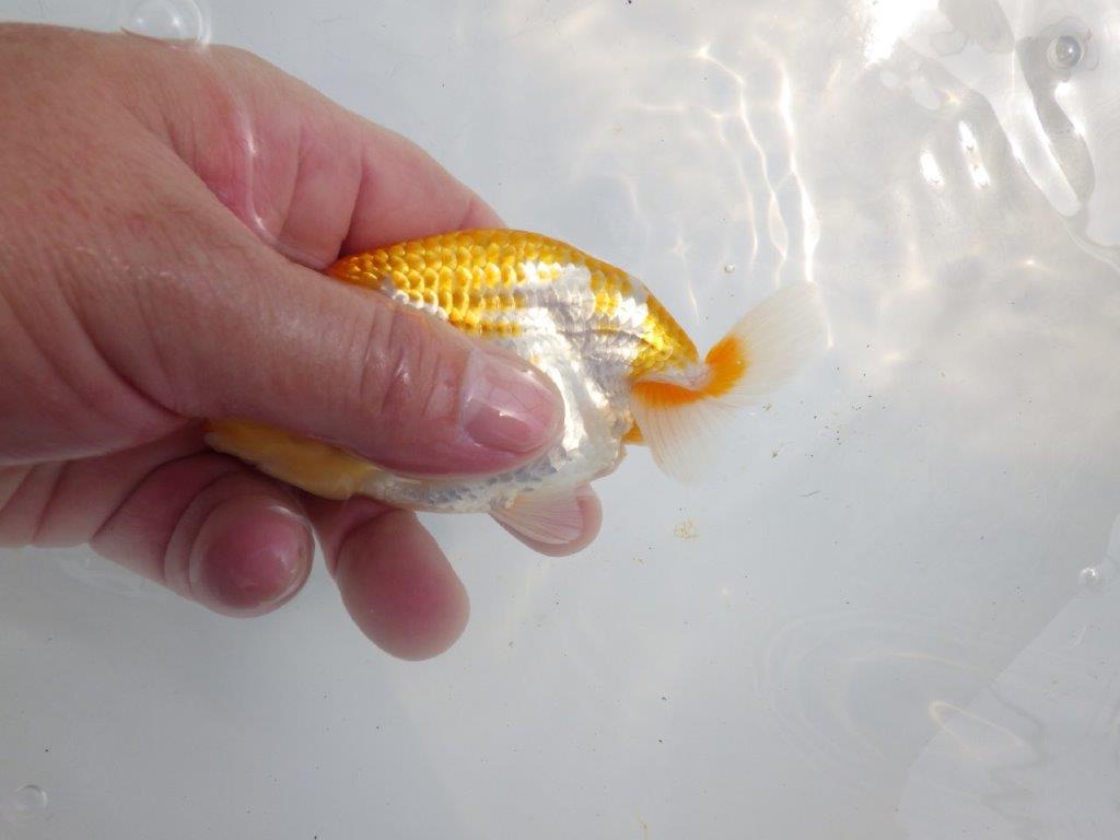 【逸品当歳らんちゅう】柄が綺麗な更紗らんちゅう　約12ｃｍ前後