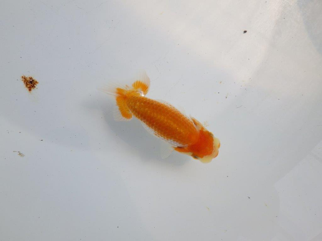 【逸品当歳らんちゅう】柄,背が綺麗な更紗らんちゅう　約11,5ｃｍ前後