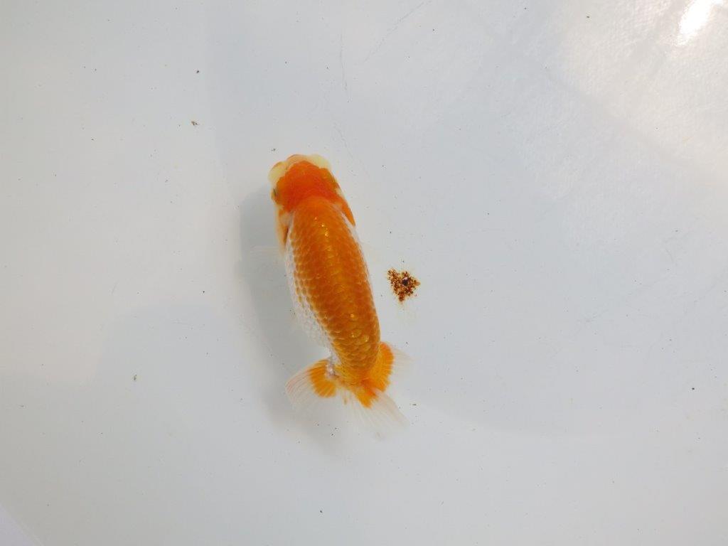 【逸品当歳らんちゅう】柄,背が綺麗な更紗らんちゅう　約11,5ｃｍ前後の上身