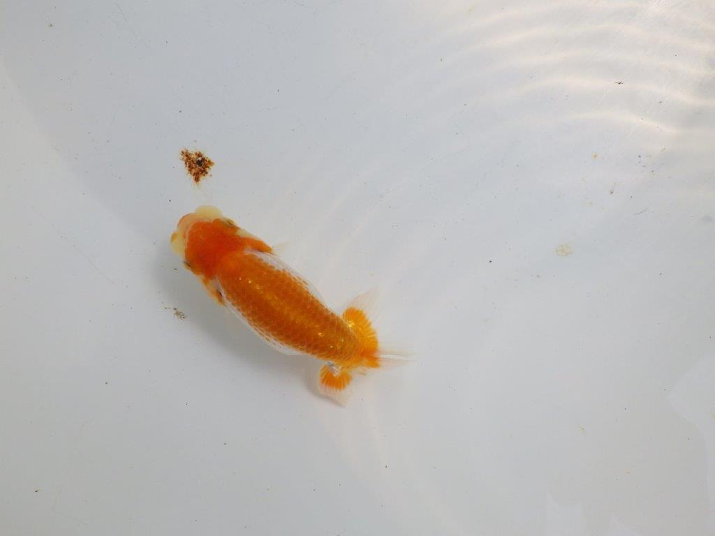 【逸品当歳らんちゅう】柄,背が綺麗な更紗らんちゅう　約11,5ｃｍ前後
