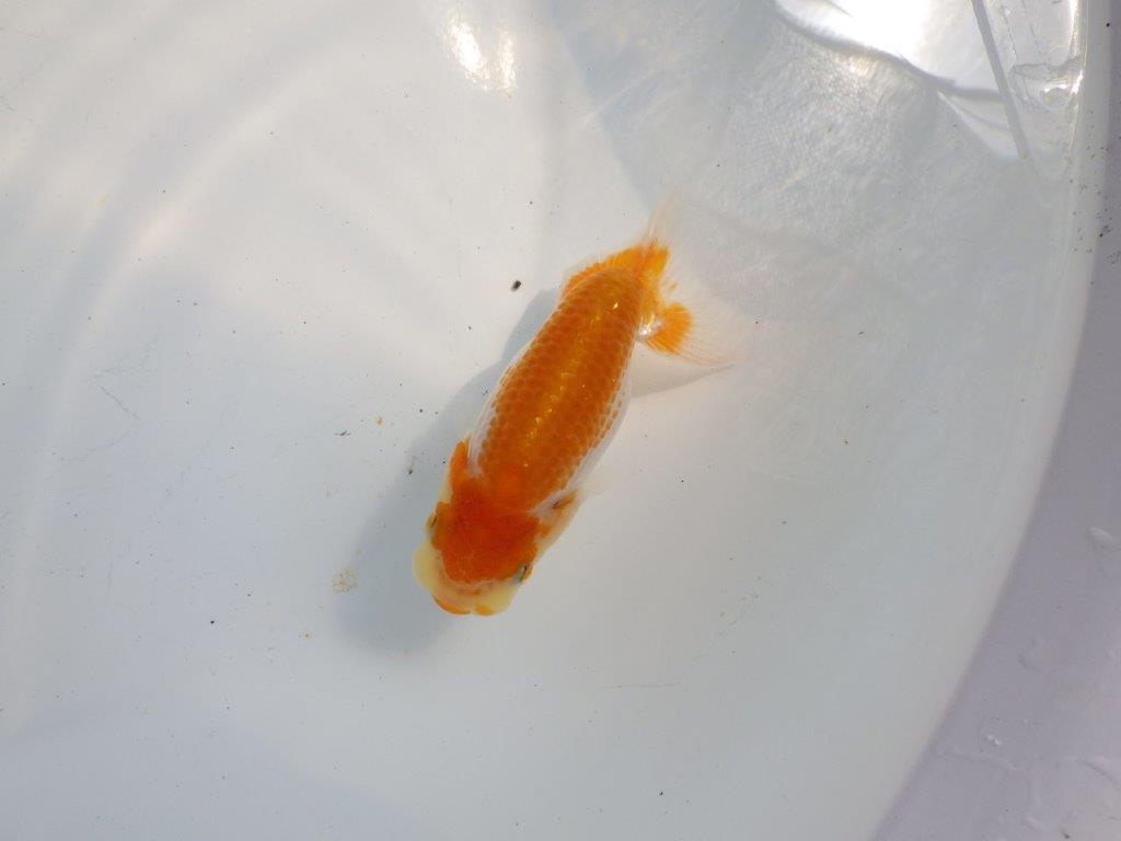 【逸品当歳らんちゅう】柄,背が綺麗な更紗らんちゅう　約11,5ｃｍ前後