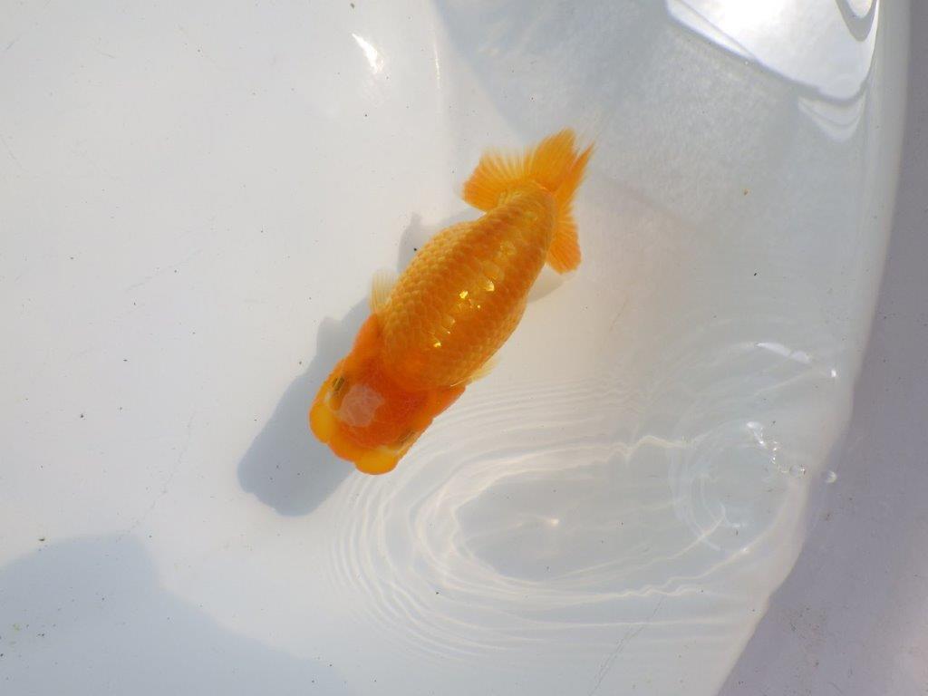 【逸品当歳らんちゅう】品評大会など飼い込みお勧め上質らんちゅう　約12ｃｍ前後の上身