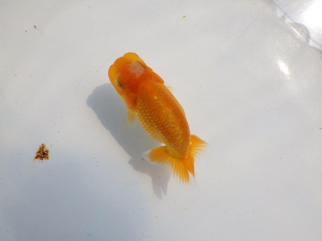 【逸品当歳らんちゅう】品評大会など飼い込みお勧め上質らんちゅう　約12ｃｍ前後